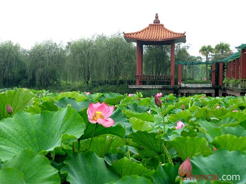 關(guān)于夏天的古詩詞【匯總】